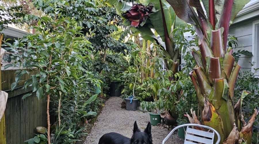 In the Heart of Te Puke: Troppo’s Urban Tropical Food Forest